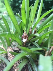 Maxillaria uncata image