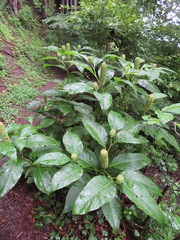 Phytolacca japonica