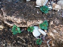 Limonium companyonis