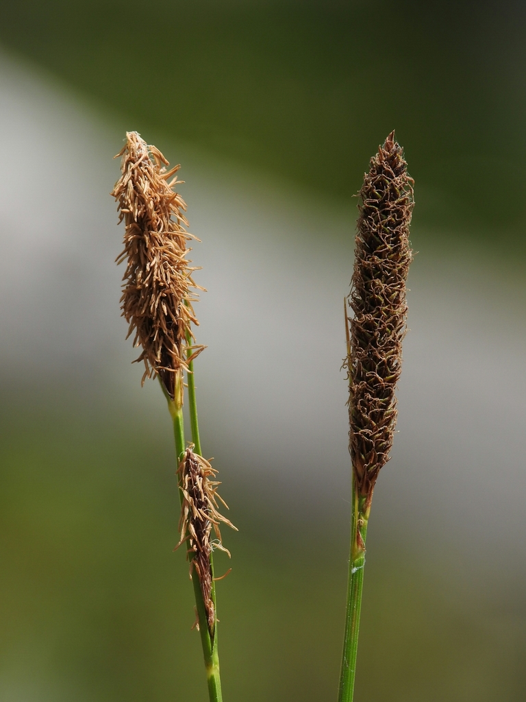 siskiyou sedge