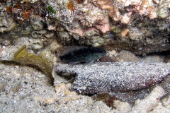 Asterropteryx semipunctata