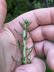 Liatris aspera