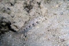 Gnatholepis anjerensis