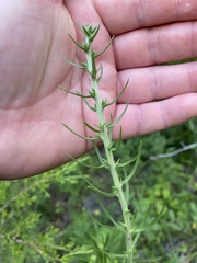 Liatris aspera