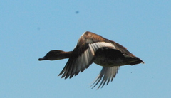 Rosy-Billed Pochard photo 5