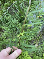 Liatris aspera