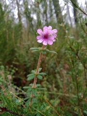 Bauera sessiliflora