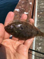 Citharichthys stigmaeus