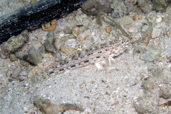 Istigobius decoratus