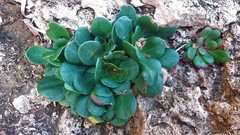 Limonium companyonis