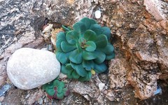 Limonium companyonis