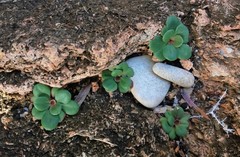 Limonium companyonis