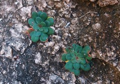 Limonium companyonis