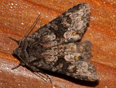 Lacinipolia cuneata
