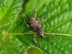 Metapocyrtus adspersus