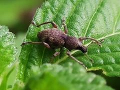 Metapocyrtus adspersus