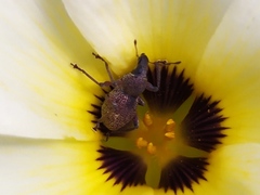 Metapocyrtus adspersus