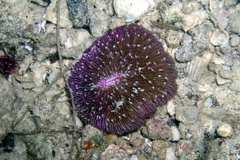 Fungia fungites