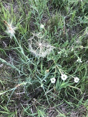 Oenothera glaucifolia