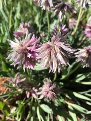 Trifolium attenuatum