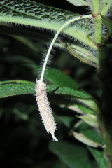 Piper appendiculatum