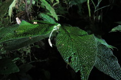 Piper appendiculatum