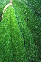 Piper appendiculatum