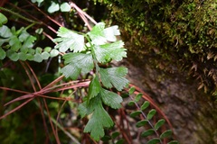 Asplenium praemorsum