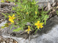 Hypericum dolabriforme