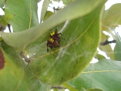 Araneus guttatus