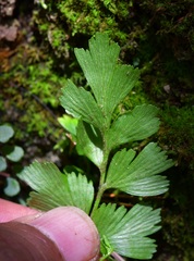 Asplenium praemorsum