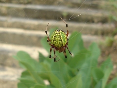 Araneus guttatus