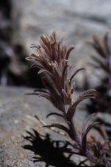 Castilleja nana