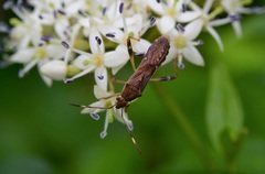 Burtinus notatipennis