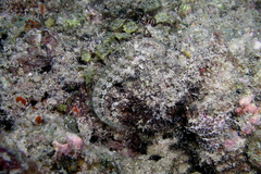 Salarias alboguttatus