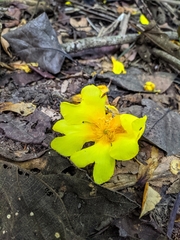 Cochlospermum orinocense