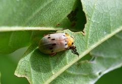 Acrocyum sallaei
