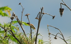 Polystictus pectoralis