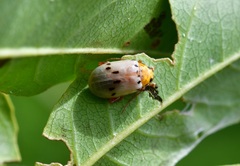 Acrocyum sallaei