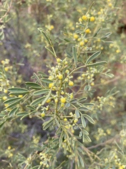 Senna artemisioides coriacea