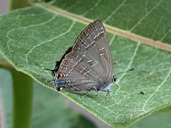 Satyrium