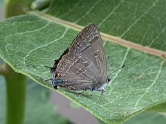 Satyrium