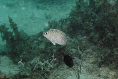 Siganus spinus