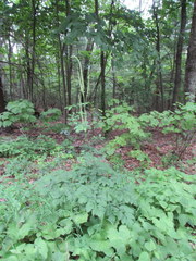 Actaea podocarpa