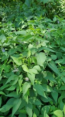 Orbexilum onobrychis