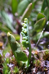 Botrychium simplex compositum