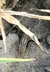 Machilinus aurantiacus