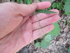 Dichanthelium villosissimum
