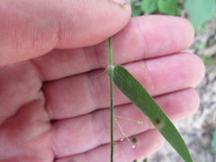 Dichanthelium villosissimum