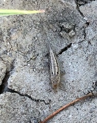 Machilinus aurantiacus